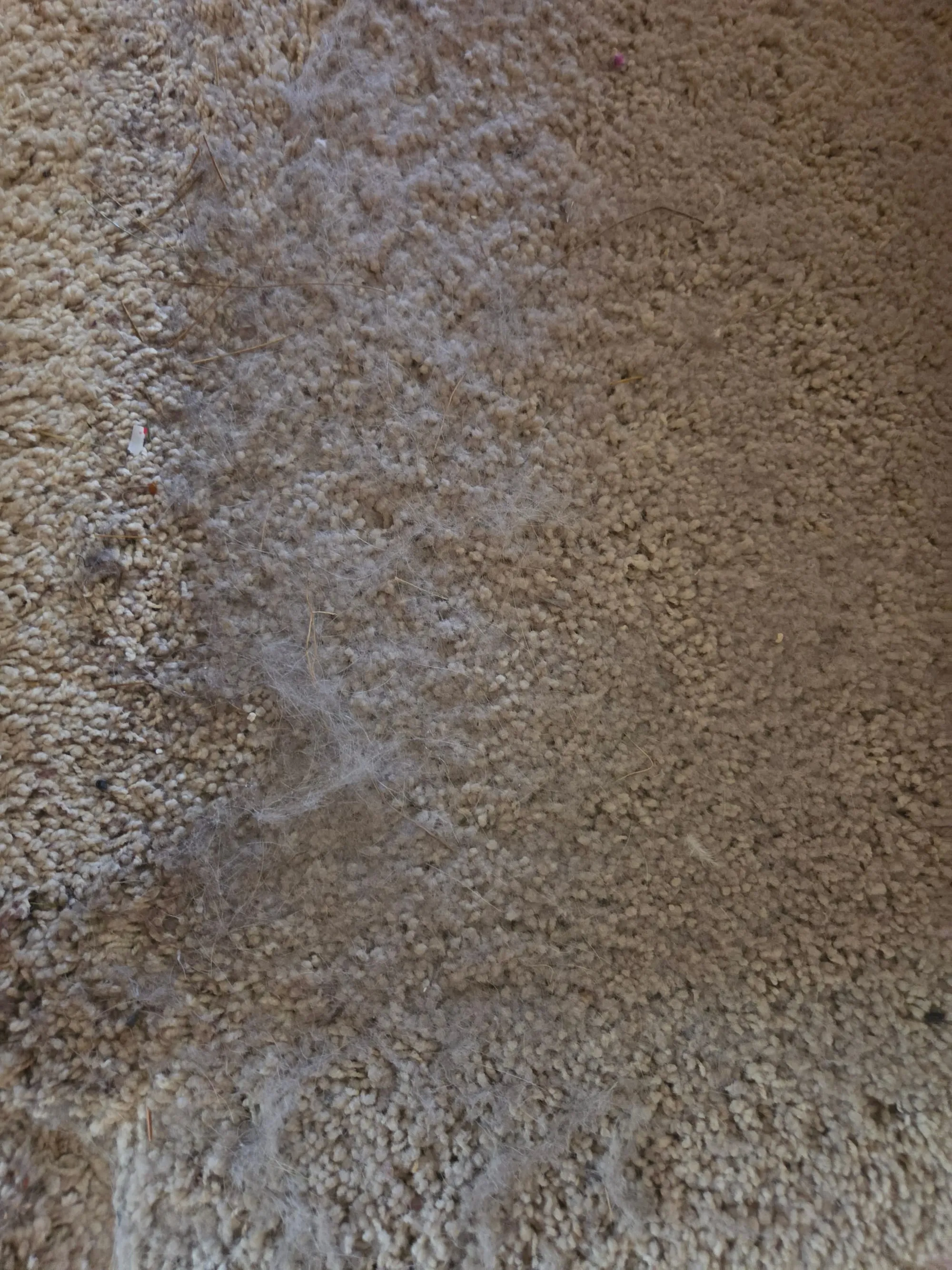 Close-up of pale looped carpet with a broad band of matted pet hair worked down into the pile